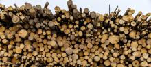 Thanks to generous BC government subsidies, wood pellet mill yards are overflowing with logs culled from the interior region’s primary or old-growth forests. Photo: Stand.earth.