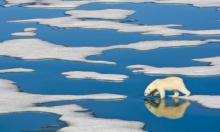  A polar bear in the arctic wilderness of the Svalbard Islands in the Arctic Ocean.