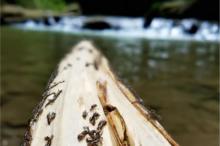 Ants floating on a log.  Image generated by DALL-E2, “ants on a log, floating toward a waterfall”