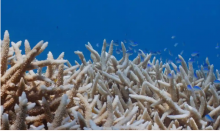 ‘Until now, widespread bleaching had happened only during the warmer El Niño years.’ Bleached coral on the John Brewer reef, Australia, in February 2022. Photograph: Grumpy Turtle Designs/WWF