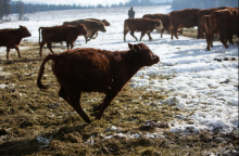 Researchers have found that adding some types of seaweed to cattle feed can help reduce the methane emitted from their gut. Photo by Jesse Winter/National Observer
