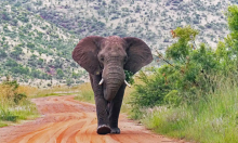 A savanna elephant in Pilanesberg National Park, South Africa. The total biomass of savanna elephants was estimated in the study to be half that of the 2m tonnes cats collectively weigh. Photograph: Arterra Picture Library/Alamy