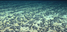 The key target for deep-sea mining in international waters is polymetallic nodules, small rocks containing valuable metals. These nodules take millions of years to form. Photo by NOAA Office of OER, 2019 Southeastern US Deep-sea Exploration