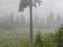 "Big Lonely Doug," a Coast Douglas fir, stands on its own in a cut block in the Gordon River Valley 18 km north of Port Renfrew on Vancouver Island, Canada, Sept. 4, 2021. PHOTO BY COLE BURSTON /AFP via Getty Images