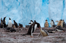 Penguins: Photo: Torsten Dederichs/Unsplash