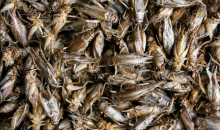 Crickets: The market for edible insects in Europe is forecast to reach €2.7bn (£2.3bn) by 2030. Photograph: Gary Calton/The Guardian