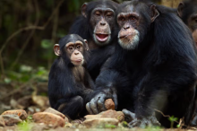 Western chimpanzees (Pan troglodytes verus), which are a threatened species, in Mount Nimba Strict Nature Reserve in Guinea. Photograph: Nature Picture Library/Alamy