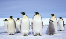 housands of emperor penguin chicks drowned last year when the sea-ice broke up before they could fully fledge. Photograph: Fritz Polking/Gamma-Rapho/Getty Images