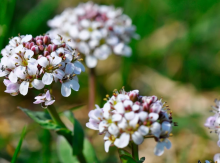 Alpine pennycress is one of a select group of plants that have evolved the ability to pull impressive amounts of valuable metals out of the soil. Photo via Shutterstock.