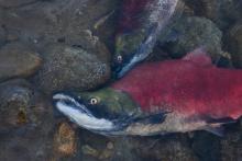 Fraser River sockeye salmon returns in three of the past five years have seen record lows. Photo: Watershed Watch / Flicker