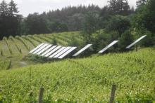 Solar panels in Oregon vineyard